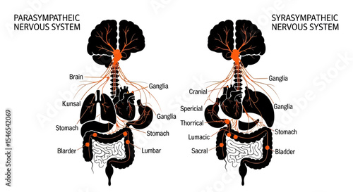 Diagram of Parasympathetic and Sympathetic Nervous Systems, showing organs and ganglia.