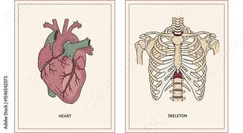 Detailed Anatomical Illustration of a Human Heart, Vintage Style, Red and Green Hues