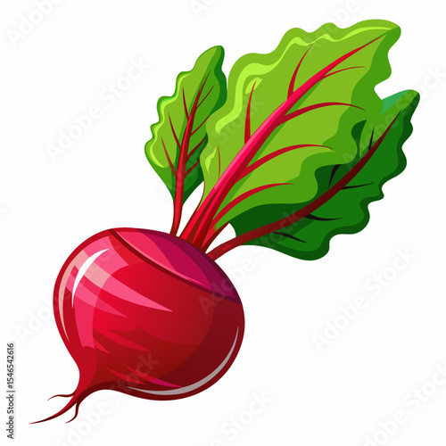 Fresh red beetroot with green leaves illustration