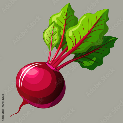 Fresh red beetroot with green leaves illustration