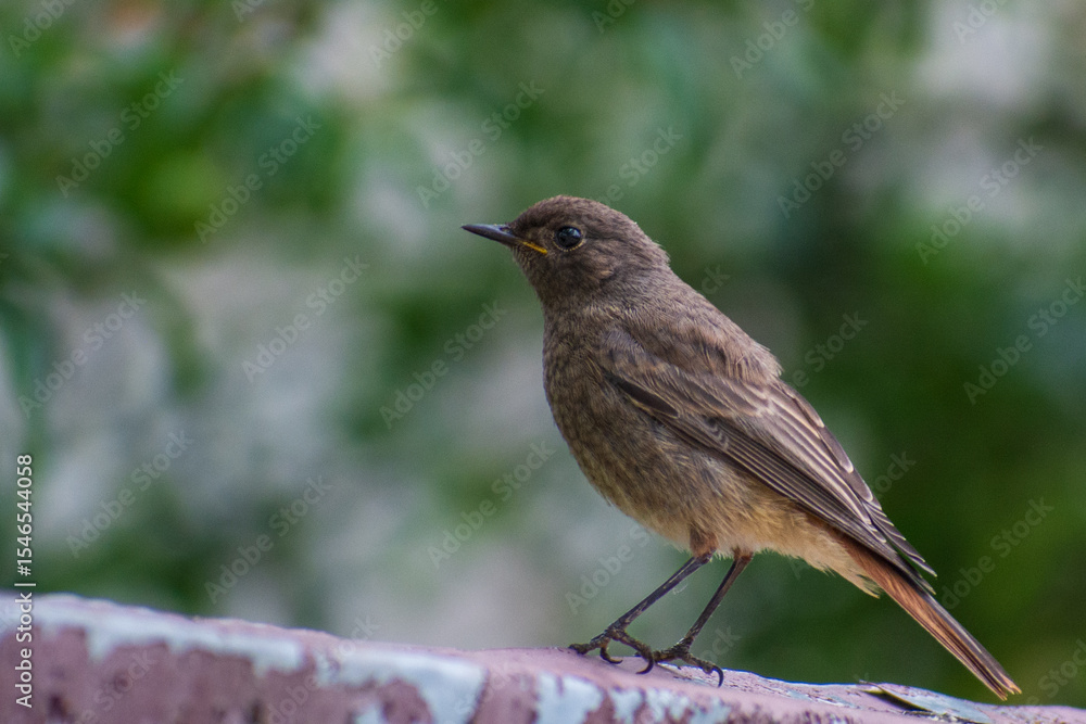 robin perched on a branch robin perched on a branch