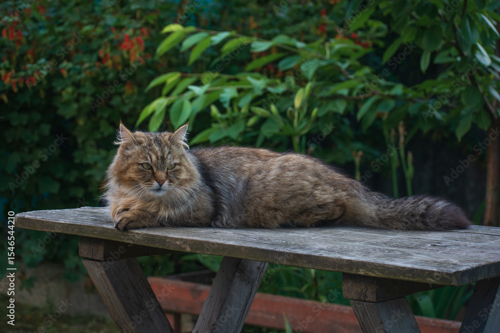 Obraz premium cat in the garden