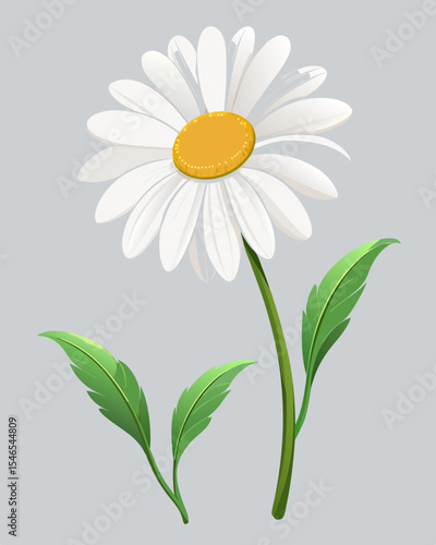 Single white daisy flower with green leaves