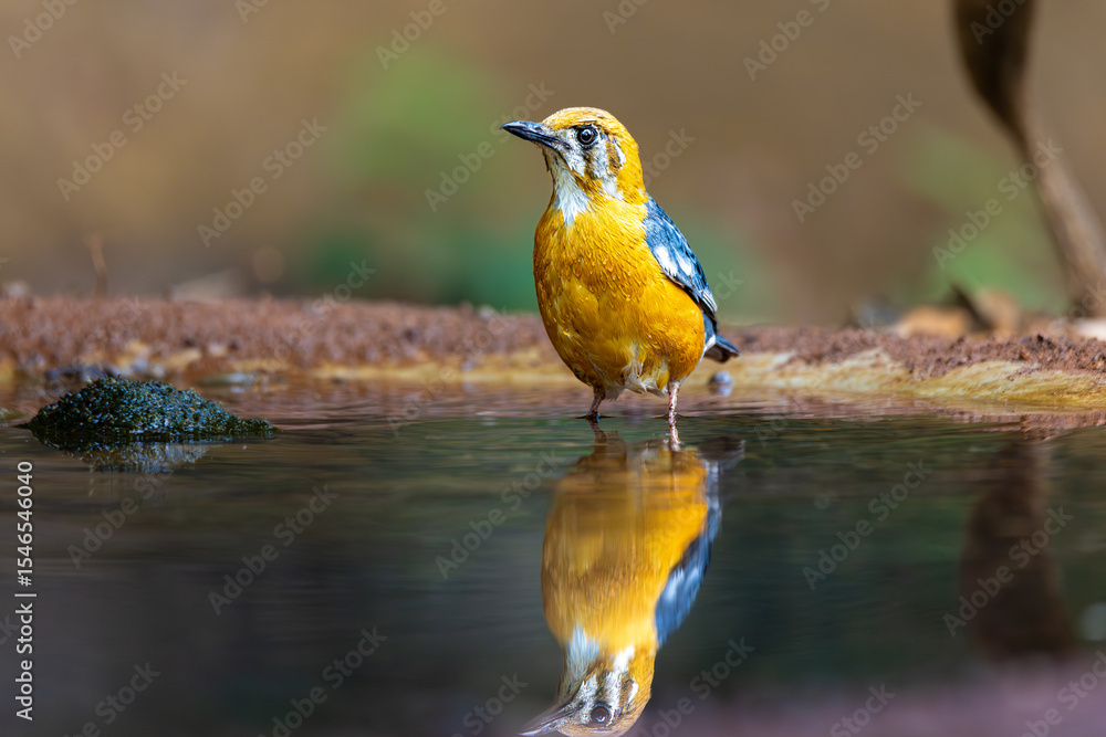 Naklejka premium Orange-Headed thrush in waterpond