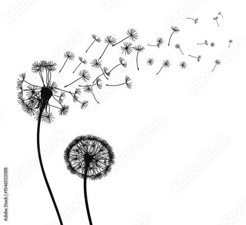 Abstract Dandelions, black dandelion with flying seeds – vector