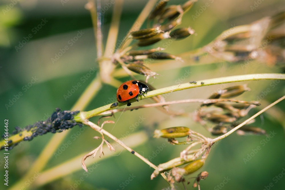Fototapeta premium Ladybird on a plant.