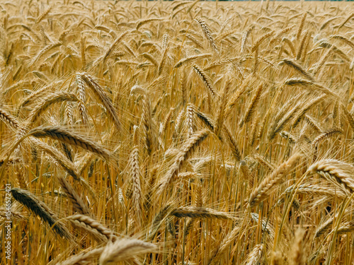 Dense golden wheat field with ripe ears of grain, waving under the summer sunlight. The detailed view captures the natural pattern and structure of the harvest-ready crop.