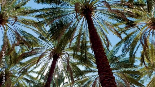 Looking at the Date Palms in AlUla Oasis.