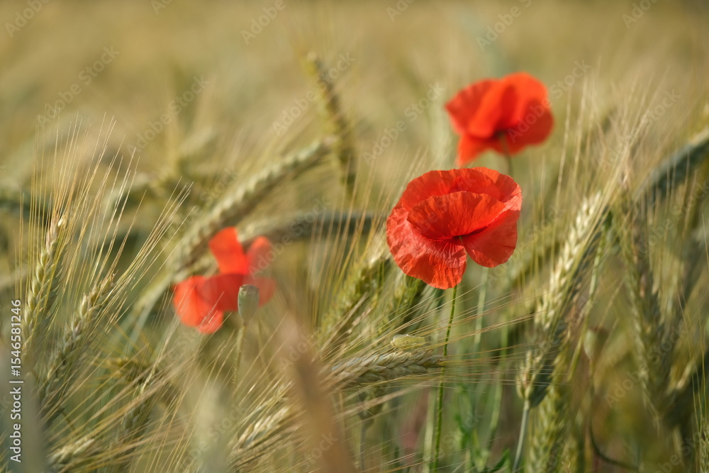 Fototapeta premium Klatschmohn in einem Getreidefeld