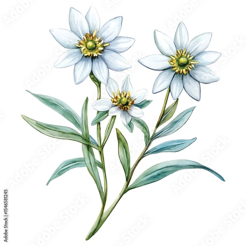 Watercolor illustration of edelweiss flowers on transparent background vector png
