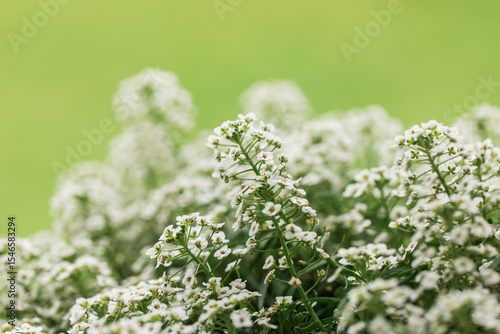 closeup of sweet white alyssum flower plant on green background