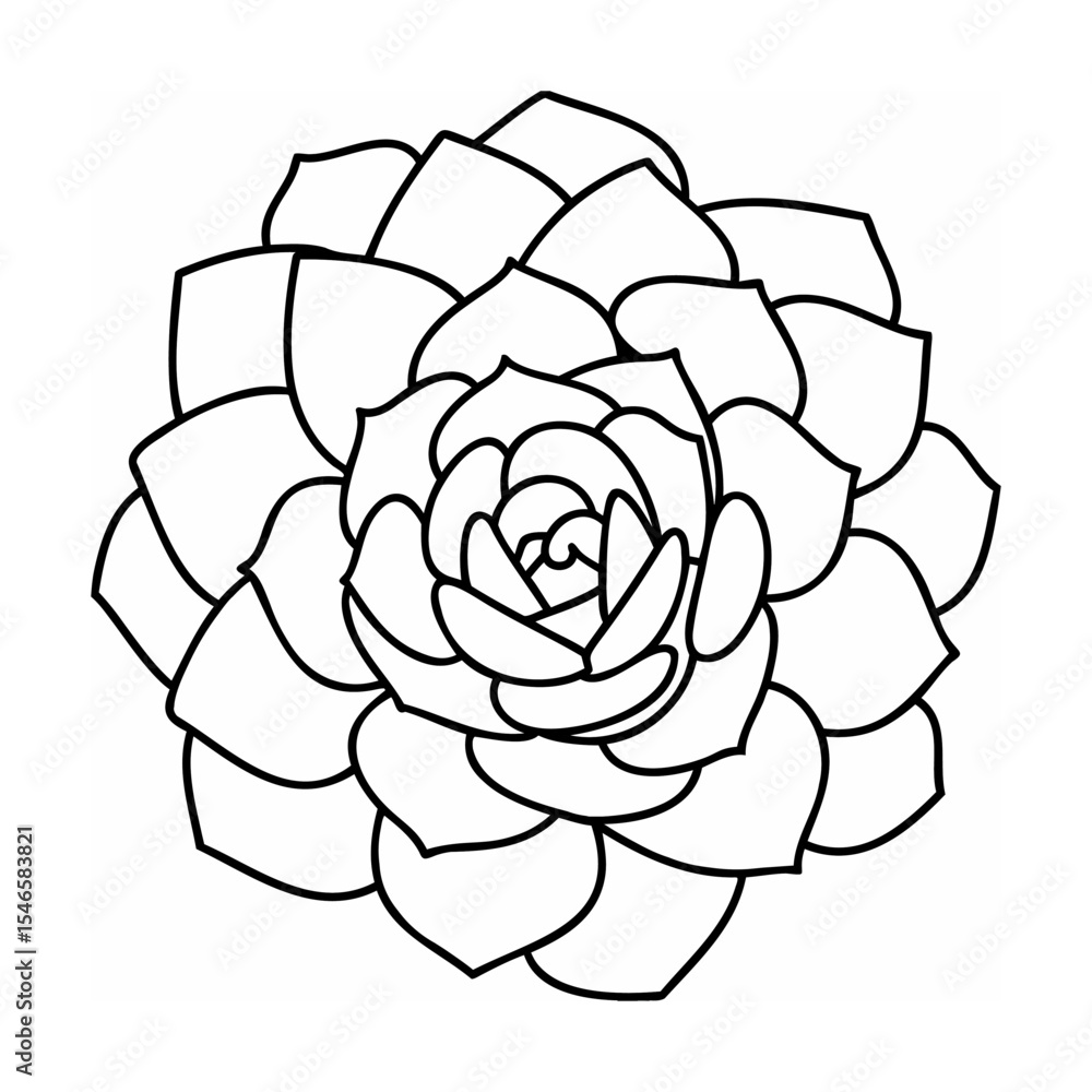Obraz premium Black Line Drawing Succulent Echeveria Flower Top View
