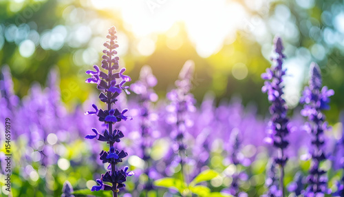 Vibrant Purple Flowers Blooms Under Sunlight in Nature Garden