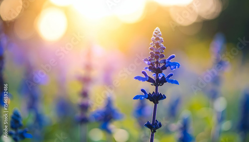 Beautiful Blue Flowers Blooming Against Soft Sunset Background