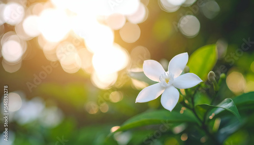 Beautiful White Flower with Sunlight Background and Bokeh Effect