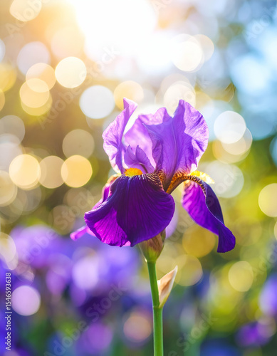 Vibrant Purple Iris Flower with Soft Bokeh Background in Spring Sunshine