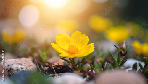 Bright Yellow Flower Blooming in Natural Landscape with Soft Bokeh