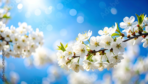 Beautiful White Blossom Branch Against Bright Blue Sky Background