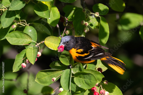 Φωτογραφία Baltimore oriole (Icterus galbula) feeding  with Amelanchier canadensis (bilberr