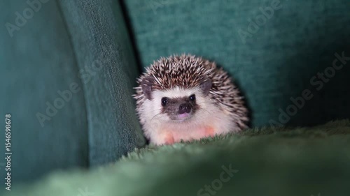 Hedgehog sitting on green textile sofa. Studio pet portrait. Home animal and exotic pet concept. Design for postcard, greeting card, poster, invitation.