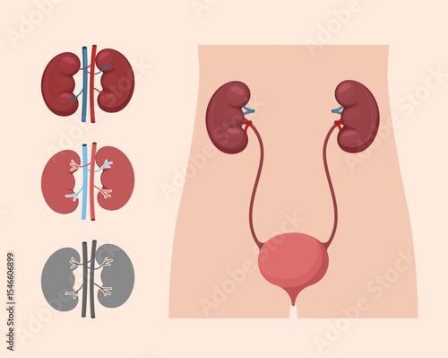 Human kidney and urinary system anatomy diagram. Medical vector illustration ideal for health education or biology.
