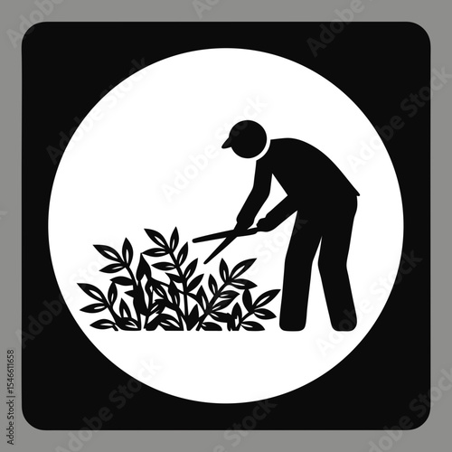 A gardener is trimming bushes with shears