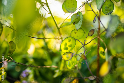 Lunaria annua, commonly called honesty or annual honesty in the garden on sunny summer day. Silver dollar or money plant on a flower bed.