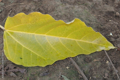 close up of yellow leaf