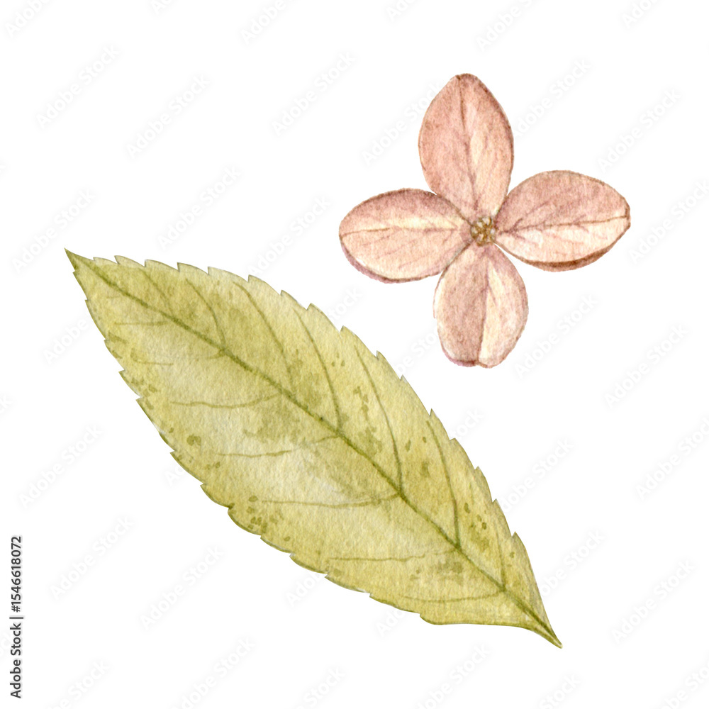 Fototapeta premium hydrangea, dry flowers, dry hydrangea, watercolour flower, autumn flowers, dry flower, hydrangea flower, art, autumn, autumn plant, plant, autumn season, autumn mood, botanical, botany, collection, b