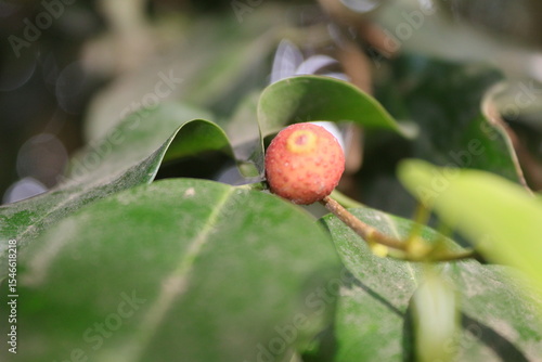 red berries on a tree