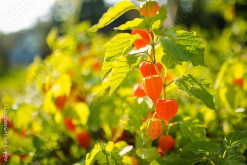 Bright orange physalis fruits, also known as Chinese lanterns, glow in the sunlight amid lush green leaves in a vibrant garden.