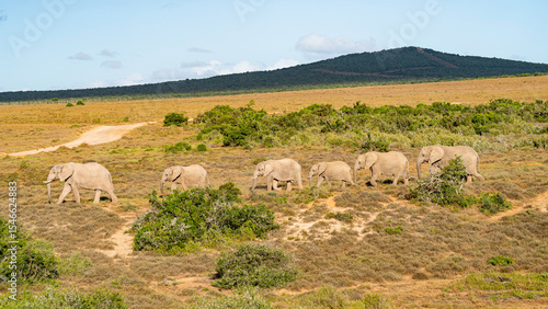 Obraz na plátně Line of elephants following the matriarch, Addo Elephant National Park, South Af