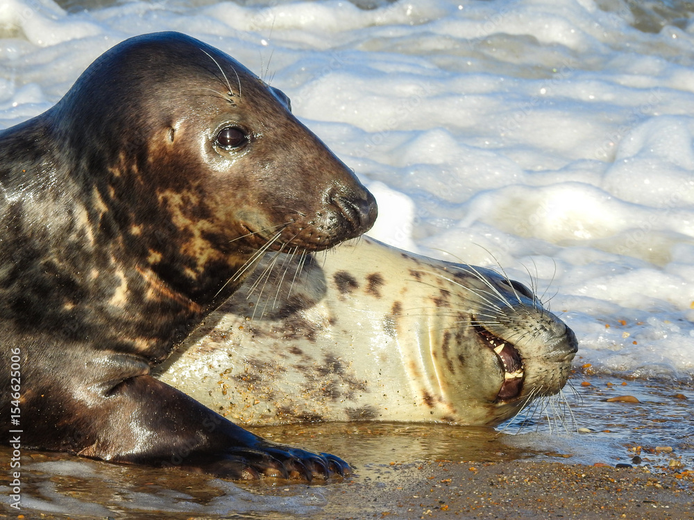 Obraz premium Male Grey Seal Looking Guilty