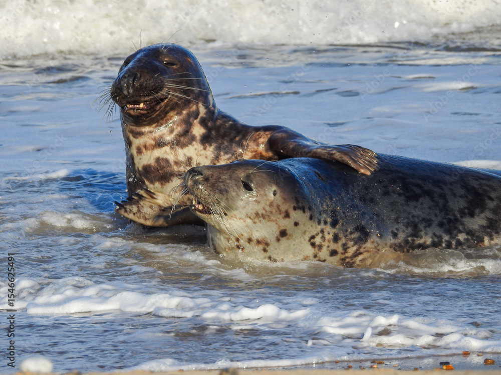 Obraz premium Grey Seal Breeding Season at Horsey Gap