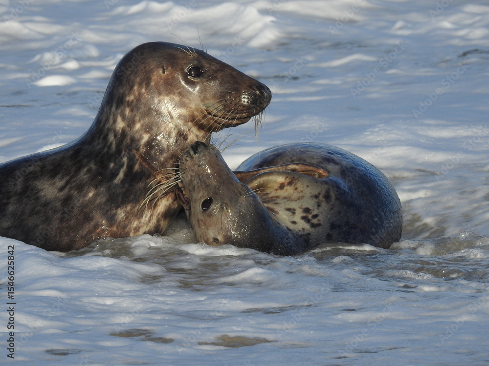 Obraz premium Grey Seals Playing in the Incoming Tide