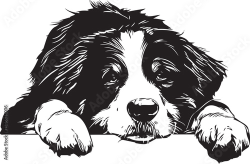 laying bernese mountain dog