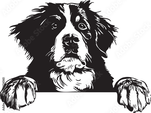 peeking bernese mountain dog