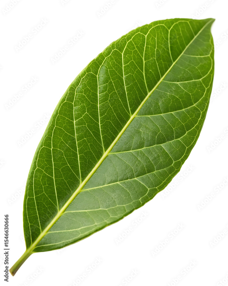 Obraz premium green-leaf isolated on white background png, ai generated