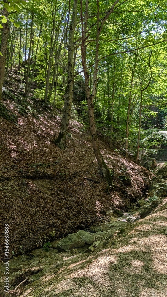 ranquil forest creek in dappled sunlight, summer woodland scene ranquil forest creek in dappled sunlight, summer woodland scene