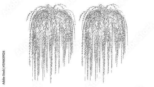 Hanging Willow Vines Botanical Line Art