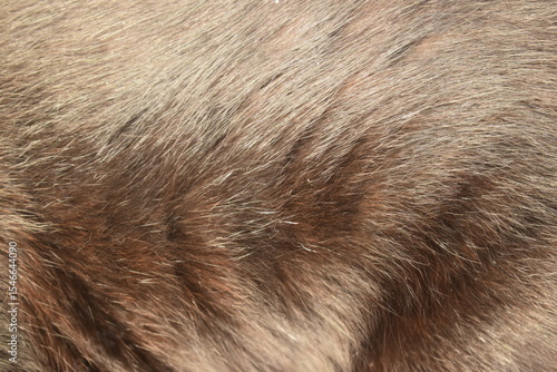 Wallpaper Mural Textura de pelos de gato castanho adulto visto de perto. Fundo de pelo macio e brilhante de gatinho marrom Torontodigital.ca