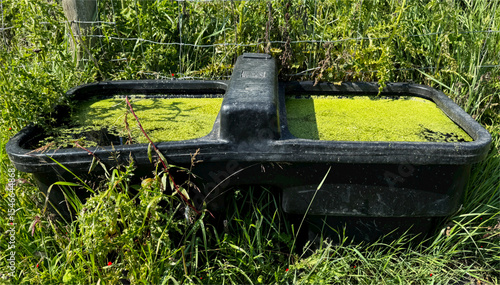 A weathered black trough sits surrounded by lush greenery, filled with stagnant water covered in green algae. The scene is set in an overgrown area with grass and wild plants in, Coley, Halifax, UK