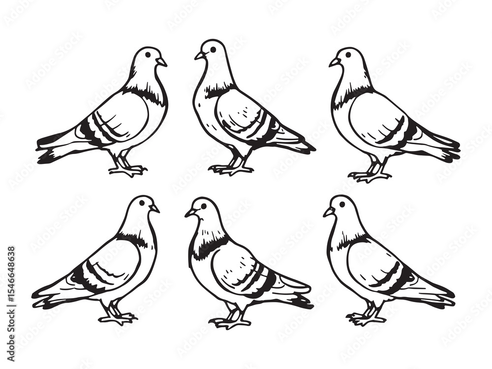 Fototapeta premium Pigeon line art sketch