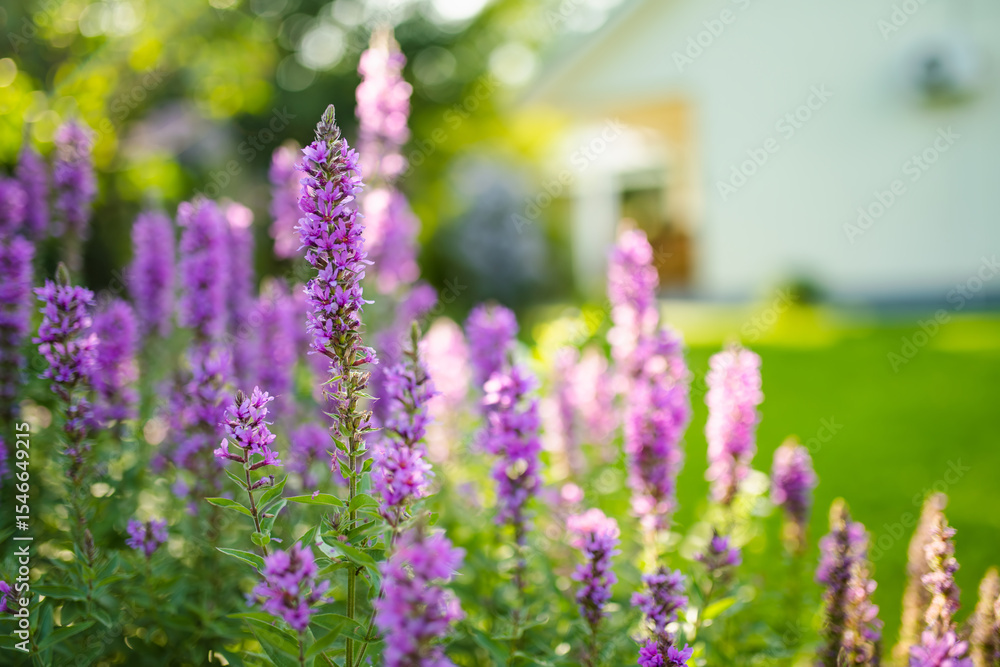 Obraz premium Purple loosestrife flowers blossoming in the garden on sunny summer day. Lythrum tomentosum or spiked loosestrife on a flower bed.