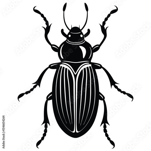 colorado potato beetle