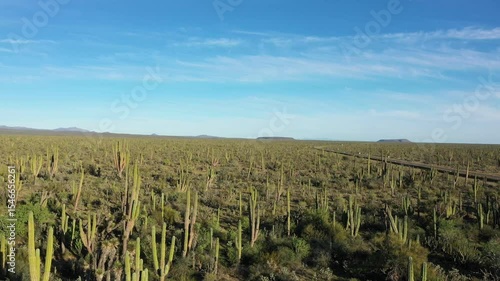 Aerial view of a desert landscape in Baja California Sur, Mexico, featuring cardon cacti and a clear blue sky