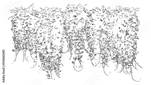 Dense Hanging Vine Bush Vector Sketch