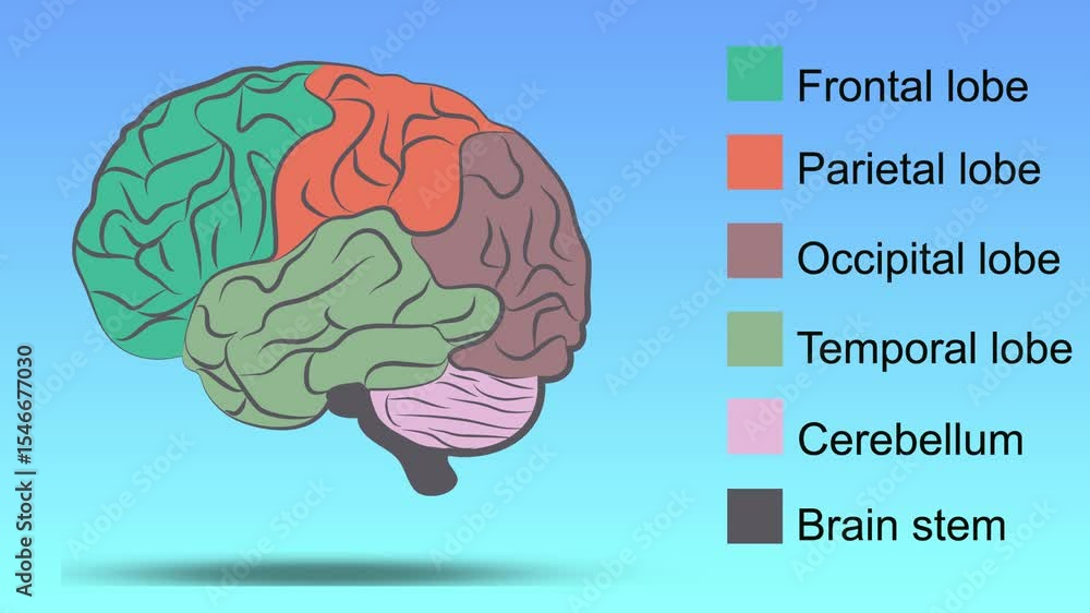 Animated depiction showcasing the human brain with labeled anatomical ...