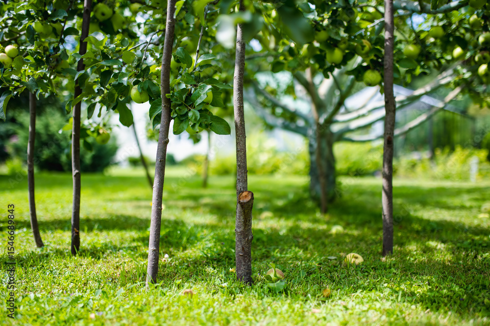 Fototapeta premium Wooden support sticks placed beneath apple tree branches to help bear the weight of growing fruit in an orchard.