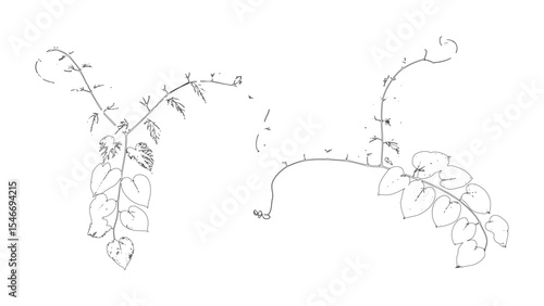 Wild Vines and Twigs Minimal Sketch Design